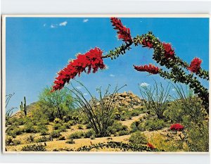 Postcard The flaming blossoms and the green leaves of the Ocotillo, Southwest