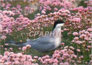 'Postcard Modern Birds of Britain''s tern'