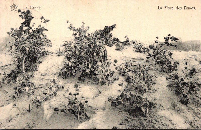 Belgium De Panne La Flore des Dunes 1914