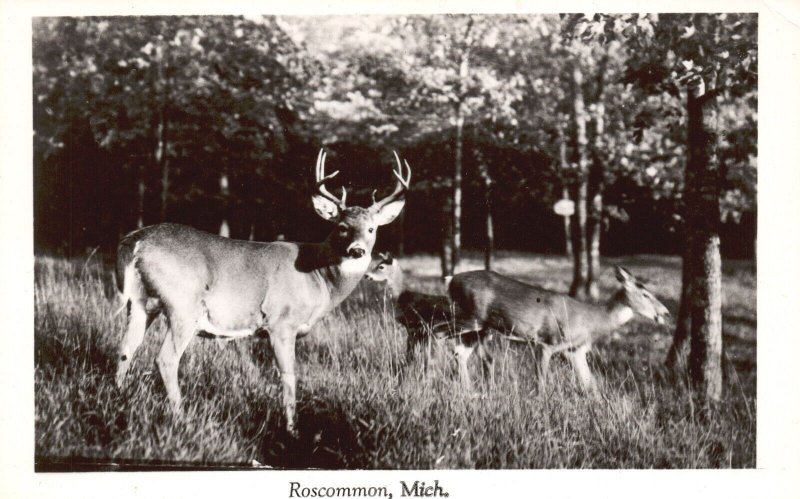 Postcard Real Photo Buck Multi Point & Dow in Field Roscommon Michigan RPPC 