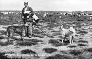 Dwingeloo Netherlands Shepherd Dog and Sheep Real Photo Postcard AA47904