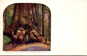 California Mariposa Grove Wawona Tunnel Tree and Coach