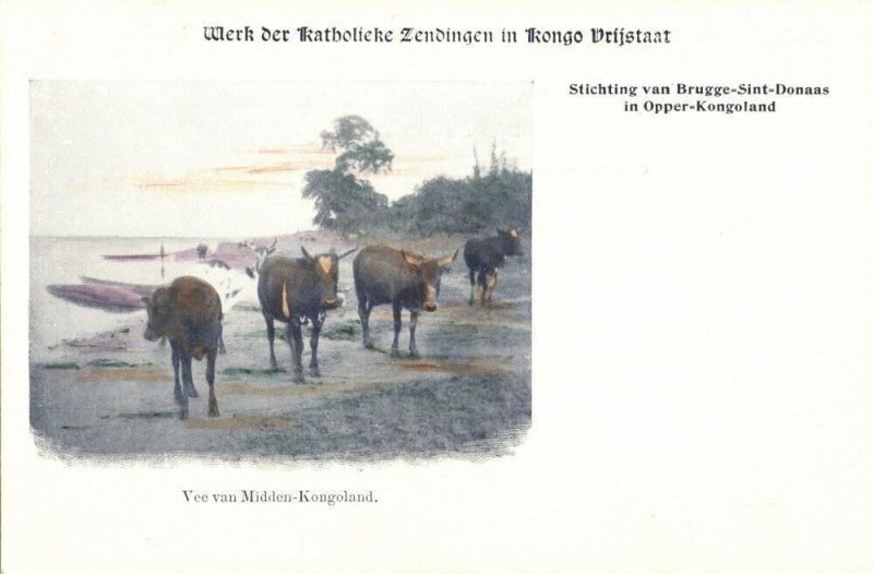 Congo Free State, Cattle of Kongoland (1899) Mission Postcard