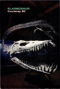 Courtenay, BC Canada ELASMOSAURUS~Cretaceous Period Marine Reptile 4X6 Postcard