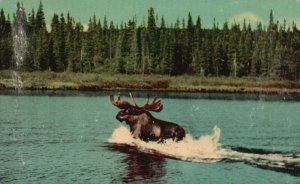 Vintage Postcard 1954 Moose on a Lake Near Salt Ste. Marie Ontario Canada