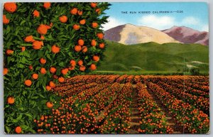 CALIFORNIA 1940s Postcard Sun Kissed California Orange Groves