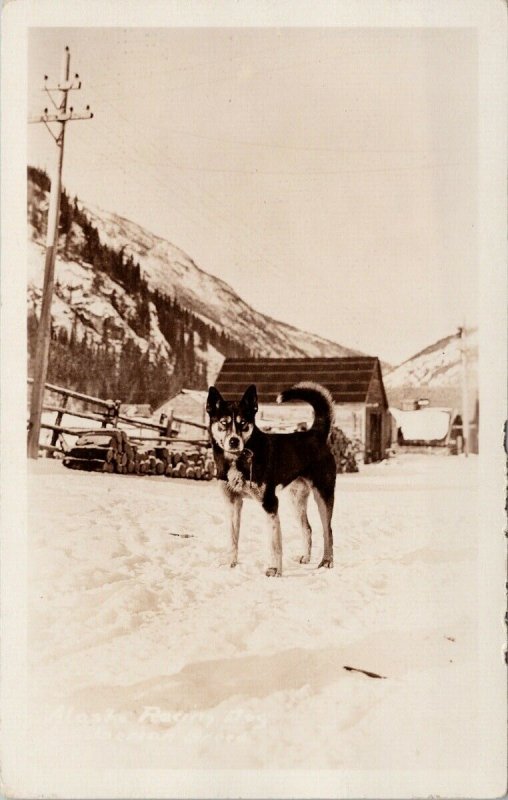 Alaska Racing Dog 'Siberian Breed' Unused RPPC Postcard G11