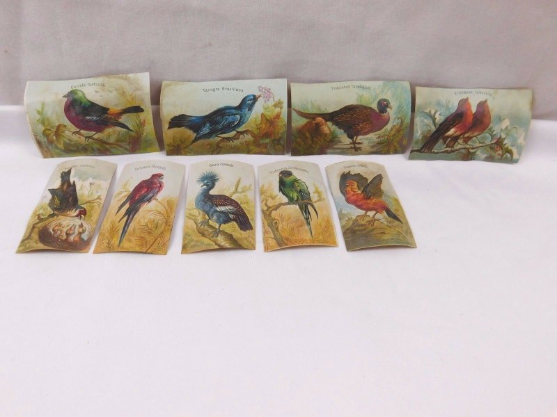 Lot Of 9 Victorian Scrap Trade Cards Wild Birds Goura Coronata Etc CA87