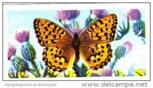 Brooke Bond Tea British Butterflies No 13 Dark Green Fritillary