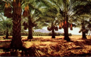 California Coachella Valley Date Palm Grove Heavy With Fruit