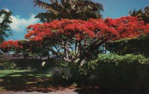 Hawaii Royal Poinciana The Flame Tree