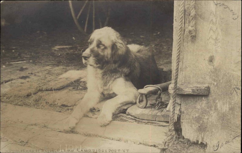 St. Bernard Dog at Campridgeport Grafton VT c1910 Real Photo Postcard