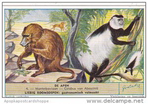 Liebig S1604 Monkeys II No 4 Mantelbaviaan - Colobus van Abessinje