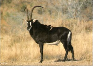 Postcard Antelope -Sable antelope at Kruger National Park in South Africa