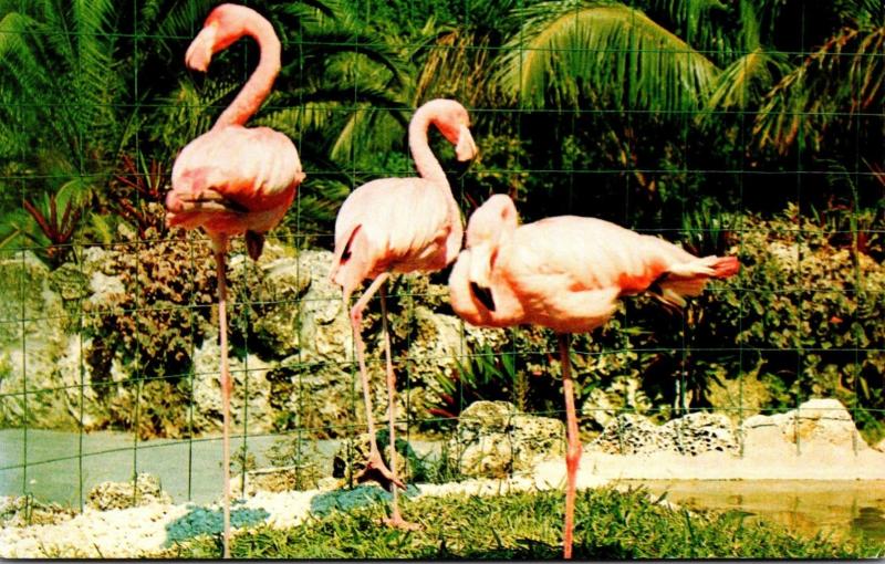 Birds Flamingos In Florida