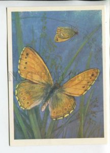 468674 USSR 1975 year artist Aristov butterfly Coenonympha amaryllis Cr postcard