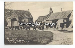 tq0456 - Somerset - Cattle on the Abbey Farm, Preston, Nr. Yeovil - Postcard