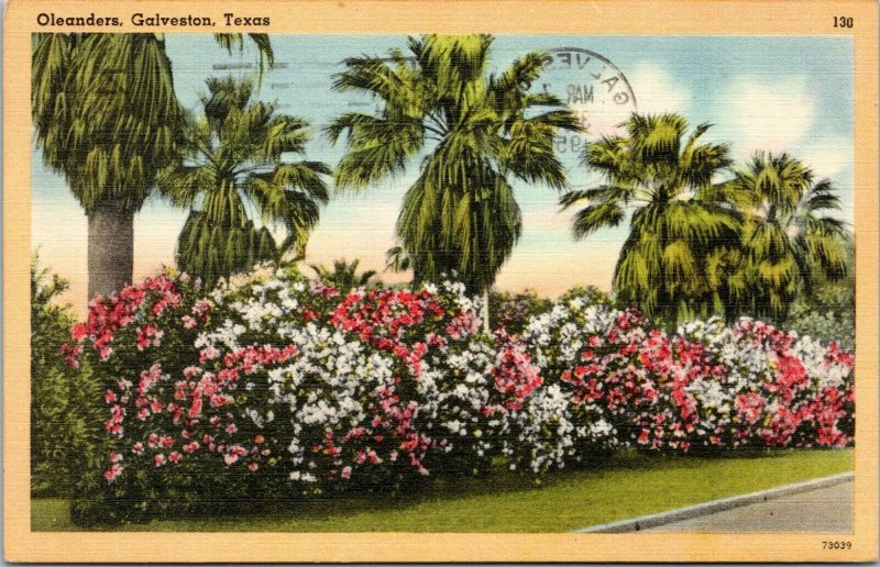 postcard - Oleanders, Galveston, Texas