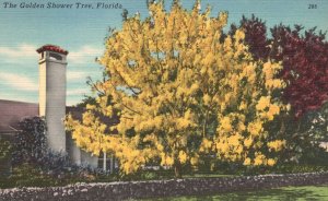 Vintage Postcard The Golden Shower Tree Cassia Fistula Yellow Blossoms Florida