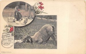 DINNERTIME SULLIVAN COUNTY NEW YORK POULTRY ROOSTER LAMB FARM POSTCARD (c. 1905)