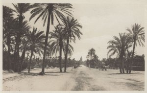 Marrakech Palmiers Avenue Kautoubia Morocco Real Photo Postcard