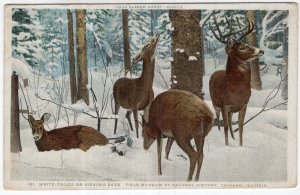 White Tailed Or Virginia Deer, Field Museum of Natural History, Chicago