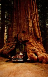 California Yosemite National Park Wawona Tunnel Tree