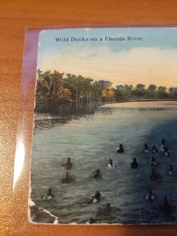 Antique/Vintage Florida Postcard, Wild Ducks on a Florida River
