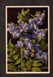 Switzerland Thor E. Gyger Jacobs Ladder Flowers Adelboden, Switzerland Postcard