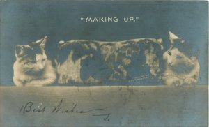 Cats on Either Side of a Pillow Postcard, Making up  1908 Rotograph RPPC