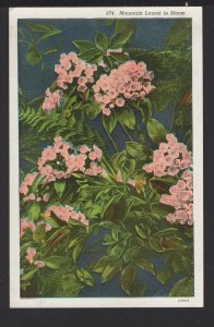 Mountain Laurel in Bloom Flower Pub by Asheville Post Card Co. ~ Linen