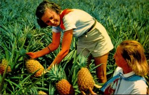 Hawaii Lucious Pineapples The King Of Fruits