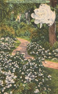 Vintage Postcard Gardenia Time Cypress Gardens Perfect Flowers Bloom Florida FL