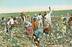 Postcard Antique View of Workers picking Cotton in South United States.   K1