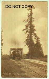 Train, Palo Alto Tree, Palo Alto Ca