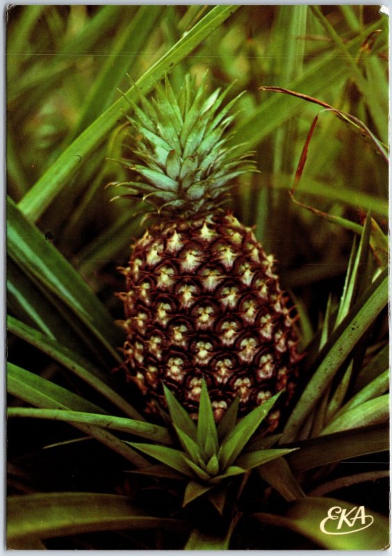 VINTAGE CONTINENTAL SIZED POSTCARD PINEAPPLE FRUIT TRINIDAD & TOBAGO STAMPS ++ 