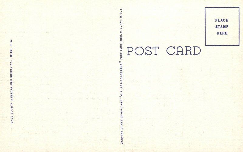 Vintage Postcard 1930's Avenue Of Australian Pines Hibiscus Landscape Florida