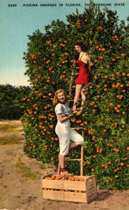 Florida Beautiful Girls Picking Oranges