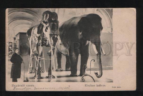 056656 Indian ELEPHANT Elephas indicus skeleton Old RED CROSS