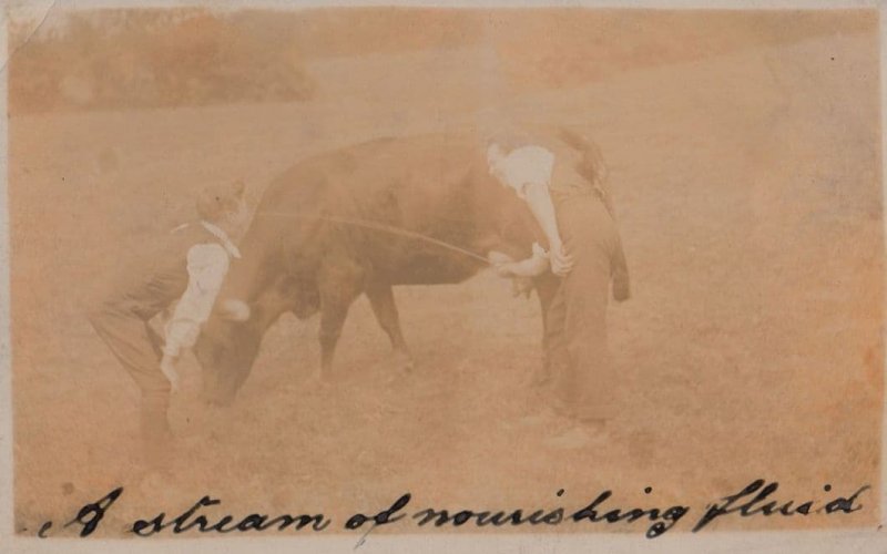Cow Urinating Over Farmer Face Antique Comic Real Photo Farming Urine Postcard