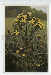 428003 Flower Hypericum perforatum Sammelwerk Tobacco Card w/ ADVERTISING