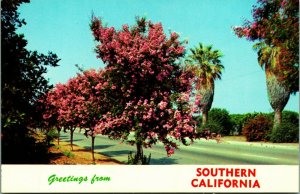 Banner Greetings From Southern California CA Santa Barbara UNP Chrome Postcard