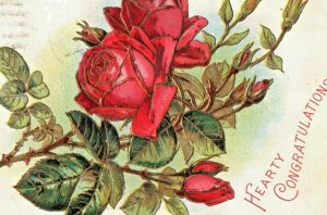 c.1908 Rose Floral Embossed 'hearty congratulations' vintage postcard