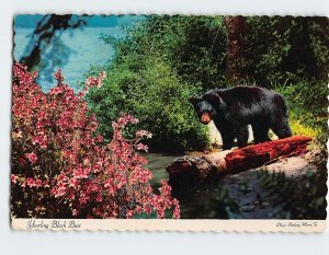 Postcard Yearling Black Bear, Greetings from The Pocono Mountains, Pennsylvania