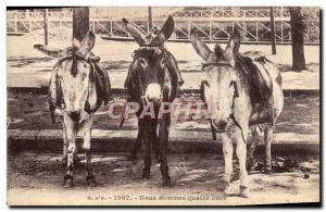 Old Postcard Donkey Mule We are four donkeys