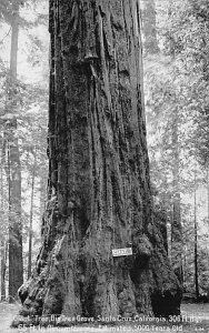 Giant Tree Big Tree Grove Santa Cruz California  