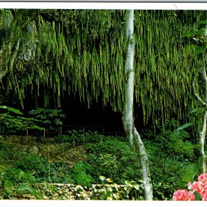 c1970s Kauai, HI Exotic Hanging Ferns Lush Vegetation Garden Isle 4x6 PC M17