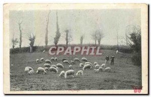 Old Postcard Landscape Sheep