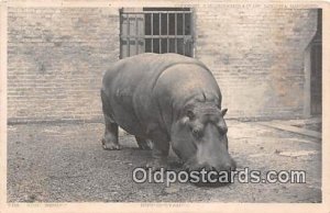 Hippopotamus 1905 