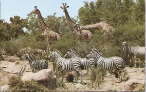 Disneyland, African Veldt-Gazelles, Gnus, Lions & Giraffes-Adventureland